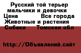 Русский той-терьер мальчики и девочки › Цена ­ 8 000 - Все города Животные и растения » Собаки   . Томская обл.